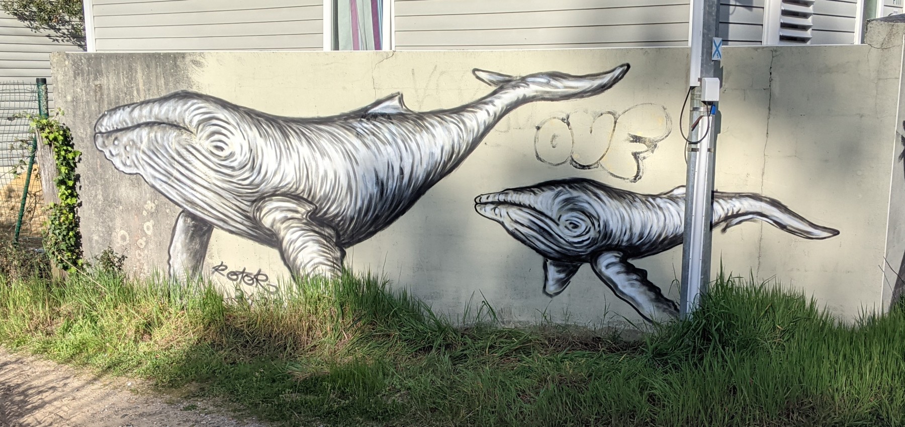 baleine et baleineau