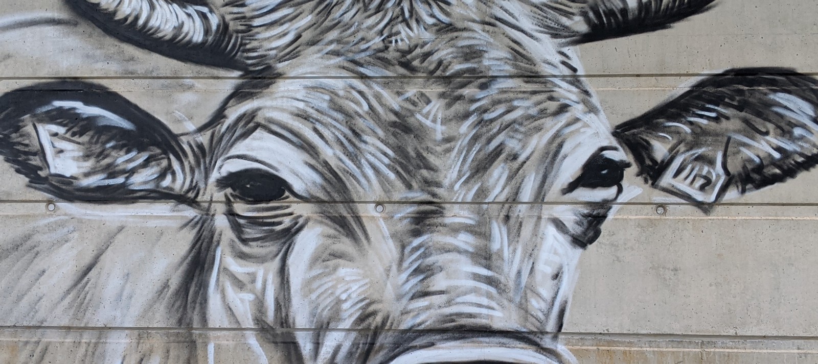 Vache aubrac — graffiti, vue d'ensemble, Espalion